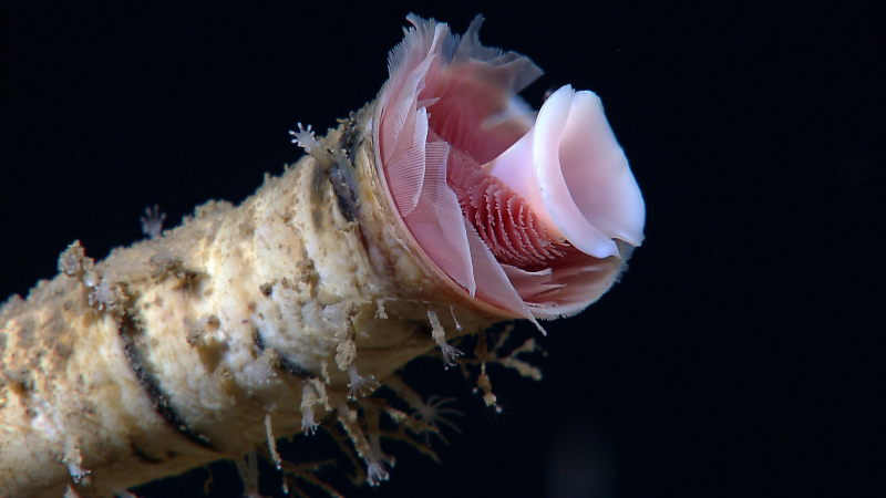 Closeup of tubeworm with hydroids on the external tube. Photo: NOAA Okeanos Explorer Program, Gulf of Mexico 2012 Expedition.
